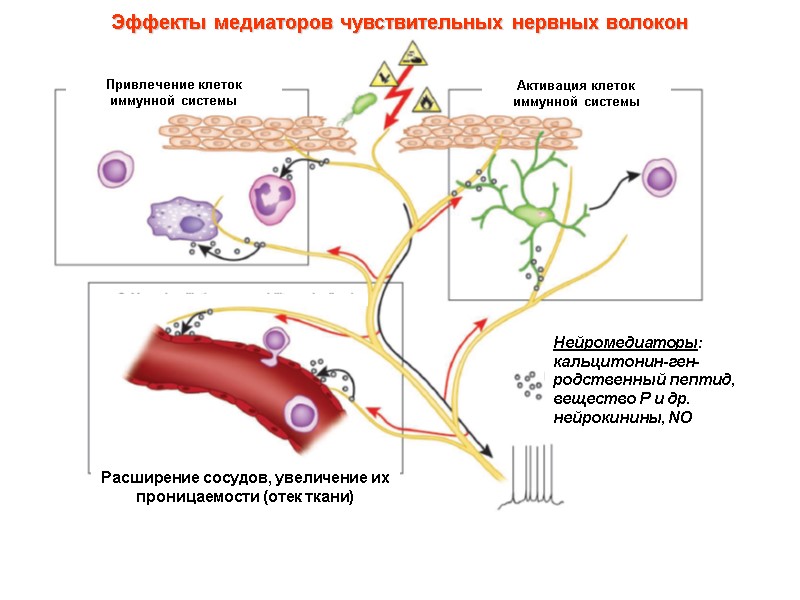 Эффекты медиаторов чувствительных нервных волокон   Привлечение клеток иммунной системы Активация клеток иммунной